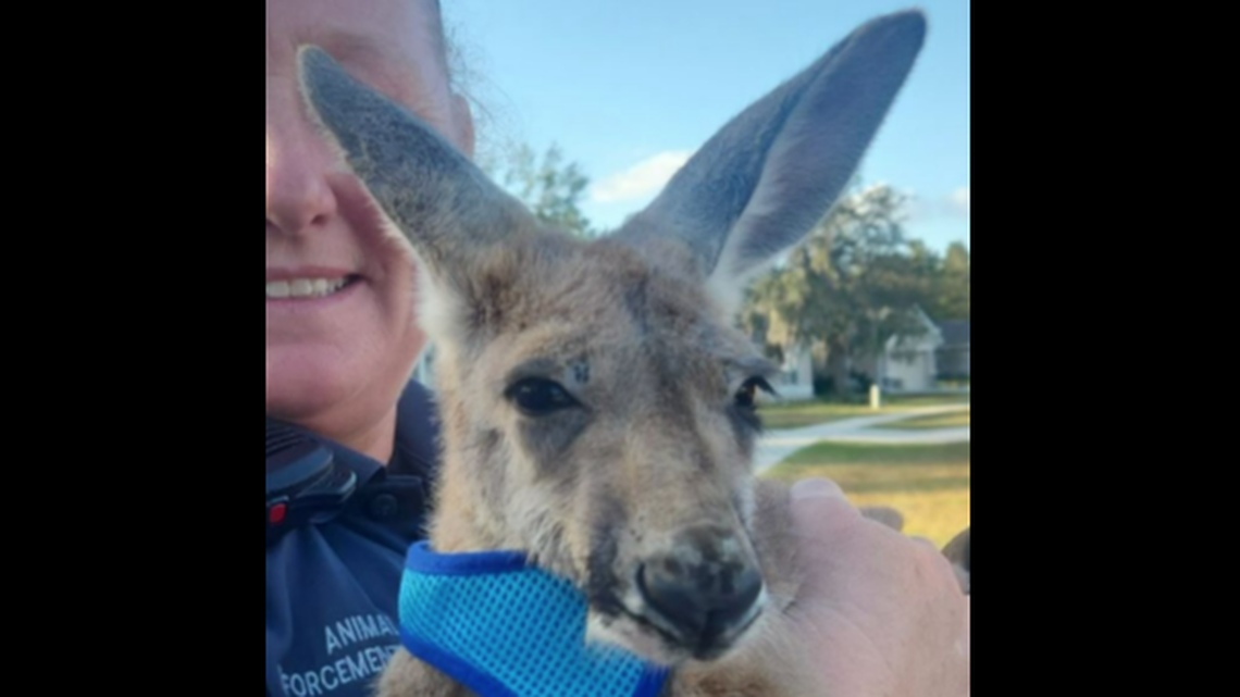 This 4-month-old kangaroo was caught in a foot chase after it got loose in Spring Hill, Florida, the Hernando County Sheriff’s Office says.