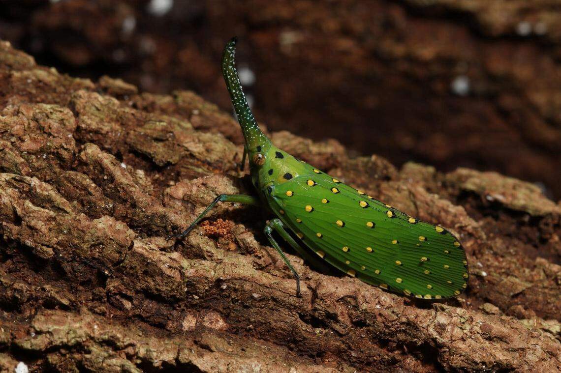 The new species of lanternfly has a long protrusion on its head and is covered in yellow spots.