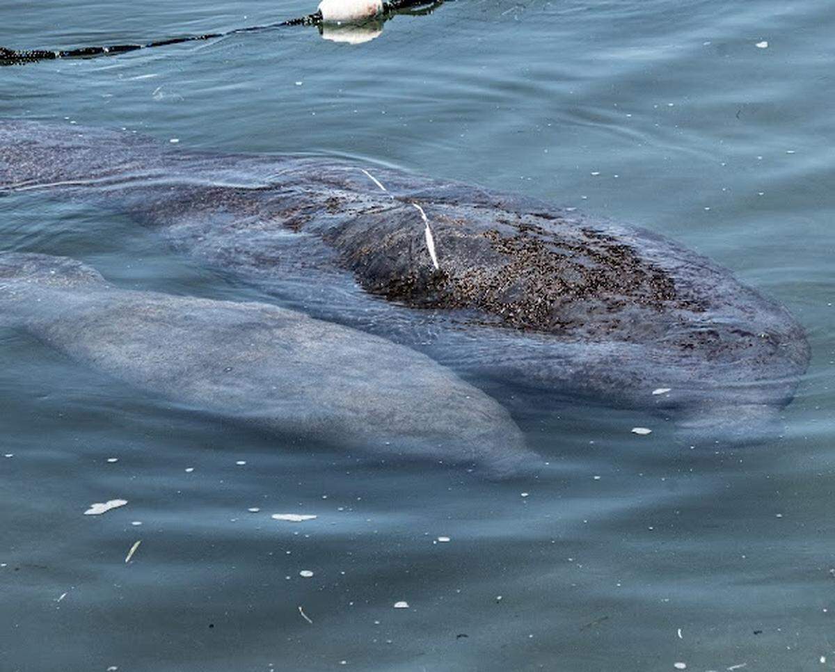 An injured manatee and her calf swim in Florida Bay in Islamorada Monday, May 1, 2023. The mother was hit by a boat, according to marine mammal rescuers.