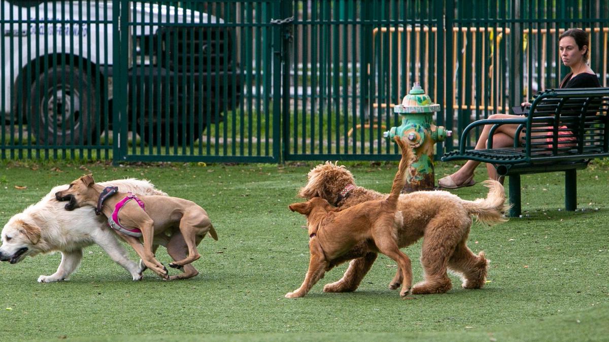 Dogs play inside the Margaret Pace Park dog park in Miami on Monday, February 22. Former first lady of Florida, Carole Crist, and American Humane Ambassador Jean Shafiroff issued a public safety warning during a press conference in front of the Margaret Pace Park dog park, after a local toddler and father were bitten and hospitalized by an unleashed dog in the park.