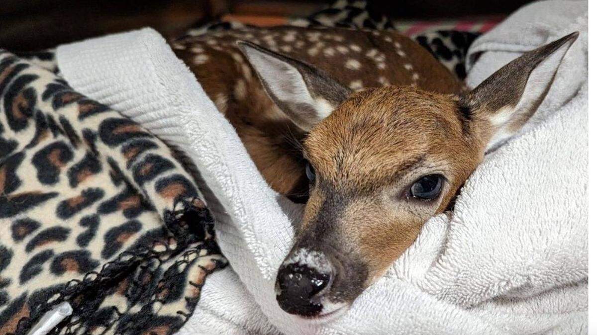 An infant male white-tailed deer was found in Fort Myers with no mom in sight/CROW