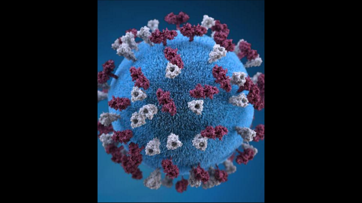 A 3D graphical representation of a measles virus particle.