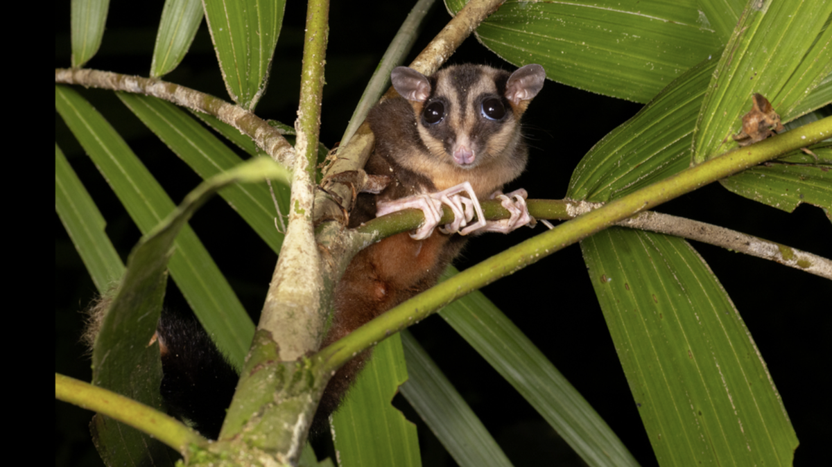 Photo of Dactylonax kambuayai. Image by: Jonathon Dashper