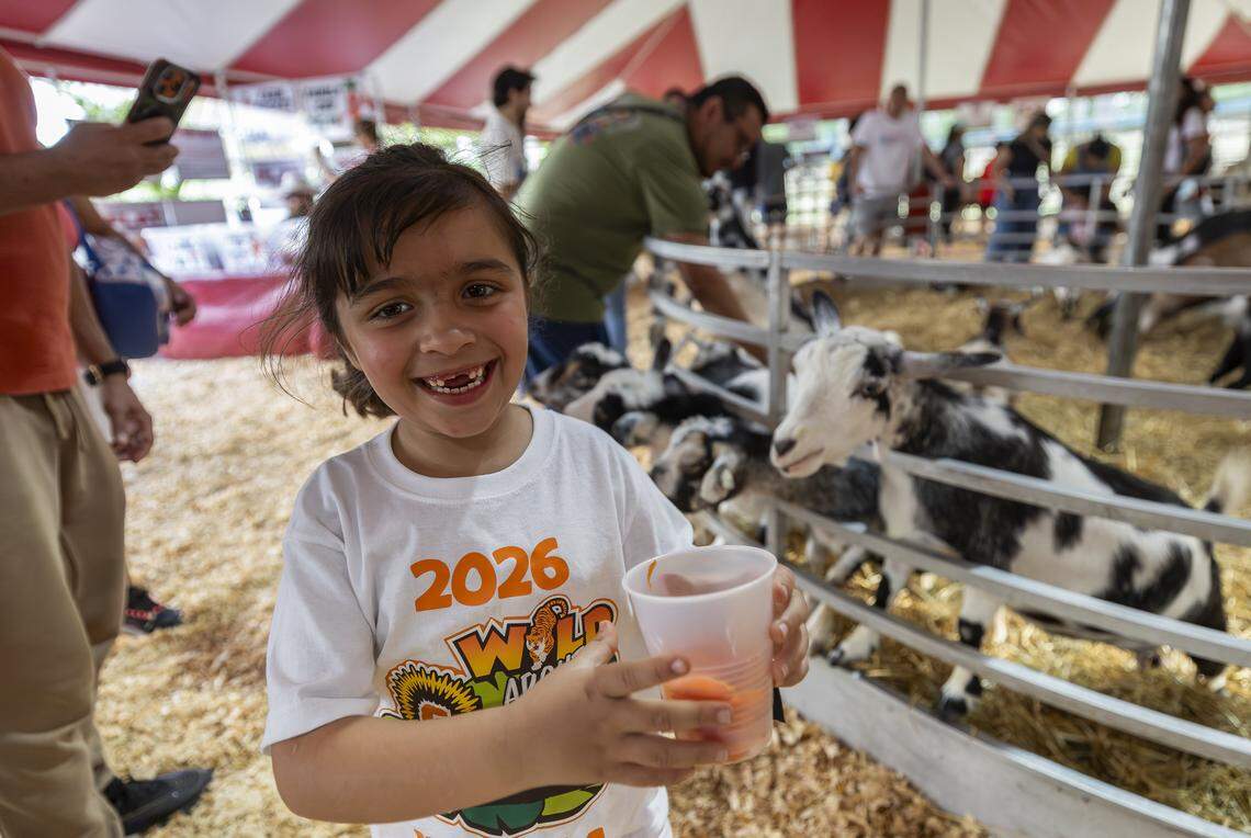 Isabella Torres, 6, reacts as she feeds goats during the opening day of the 74th annual Miami-Dade County Youth Fair on Thursday, March 12, 2026, in Miami, Fla.