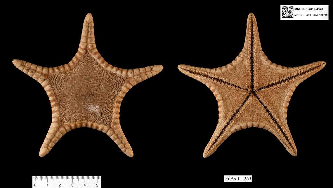 The stomachs of the sea stars were found filled with mud, suggesting they spend their life buried, researchers said.