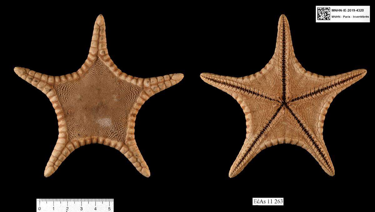The stomachs of the sea stars were found filled with mud, suggesting they spend their life buried, researchers said.