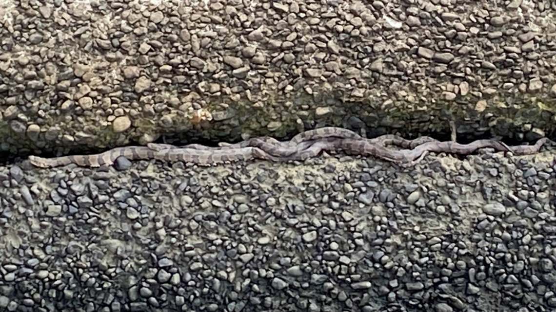 A rarely seen moment of snake love was seen in Florida, when state biologists spotted a slithering mass of mating snakes filling one of the cracks in Jackson Bluff Dam.