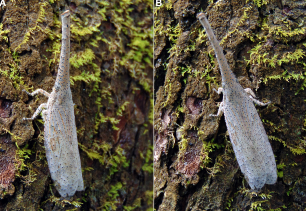 Zanna limbourgi has the largest head of the new species making up nearly half of its total body size.