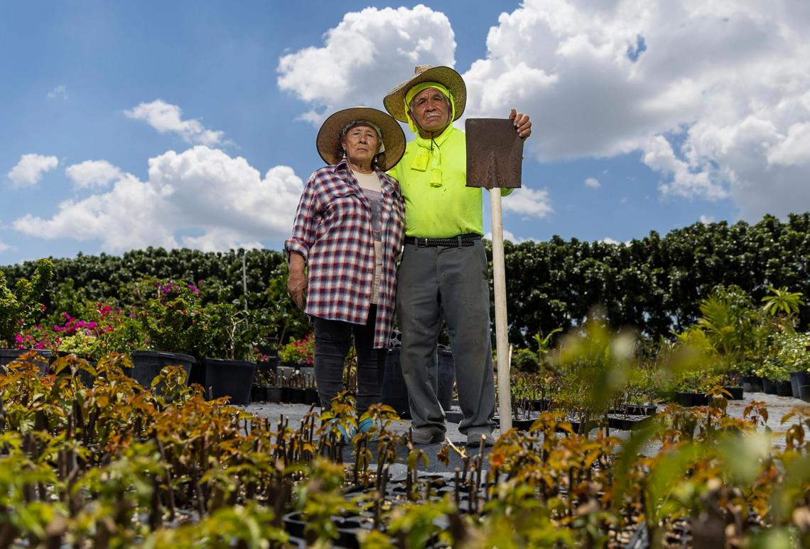 Felipe Ocampo, 72, and his wife, Delia Rodriguez, 72, pose for a photo on their nursery in Homestead. On hot days, Rodriguez says, “I think about a nice, cold soda. I think about how nice it would be to sit in a pool, or at the beach.” After a moment, she changed her mind. “No, not the beach,” she said. “That would just be hotter.”