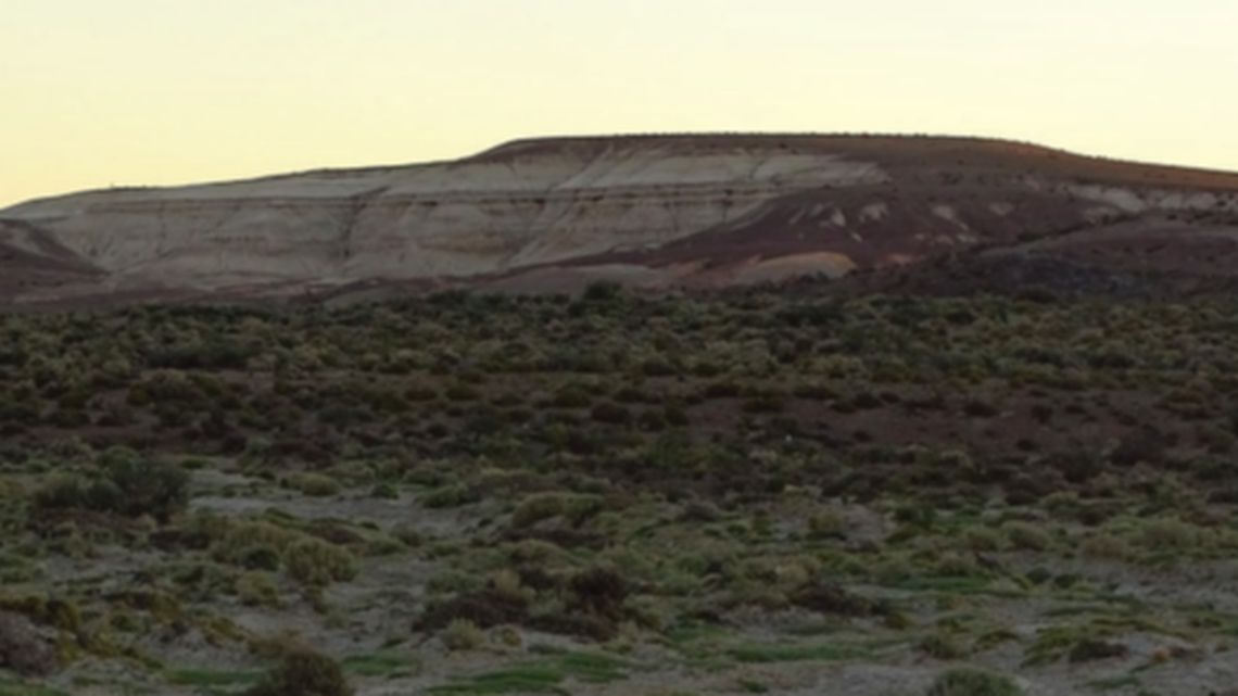 The new species of spider was found in Argentina, according to a study.