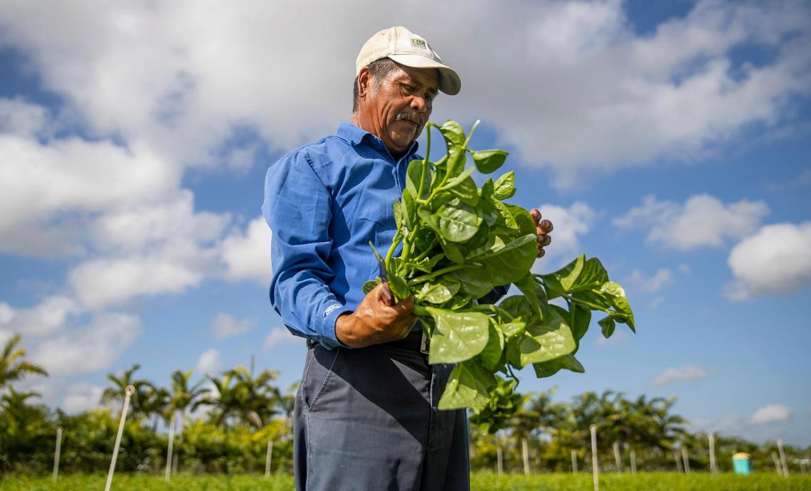 Juventino Custodio, 57, inspects a batch of spinach while working at his farm on Friday, April 21, 2023, in Homestead, Fla. “Sometimes we get headaches or we feel faint,” he said. “We’ll be bent over working in the heat and when we stand up our vision blurs. That’s when it’s a good time to rest.” There’s not much else he can do. “The heat will be there,” he said, “and we have to work.”