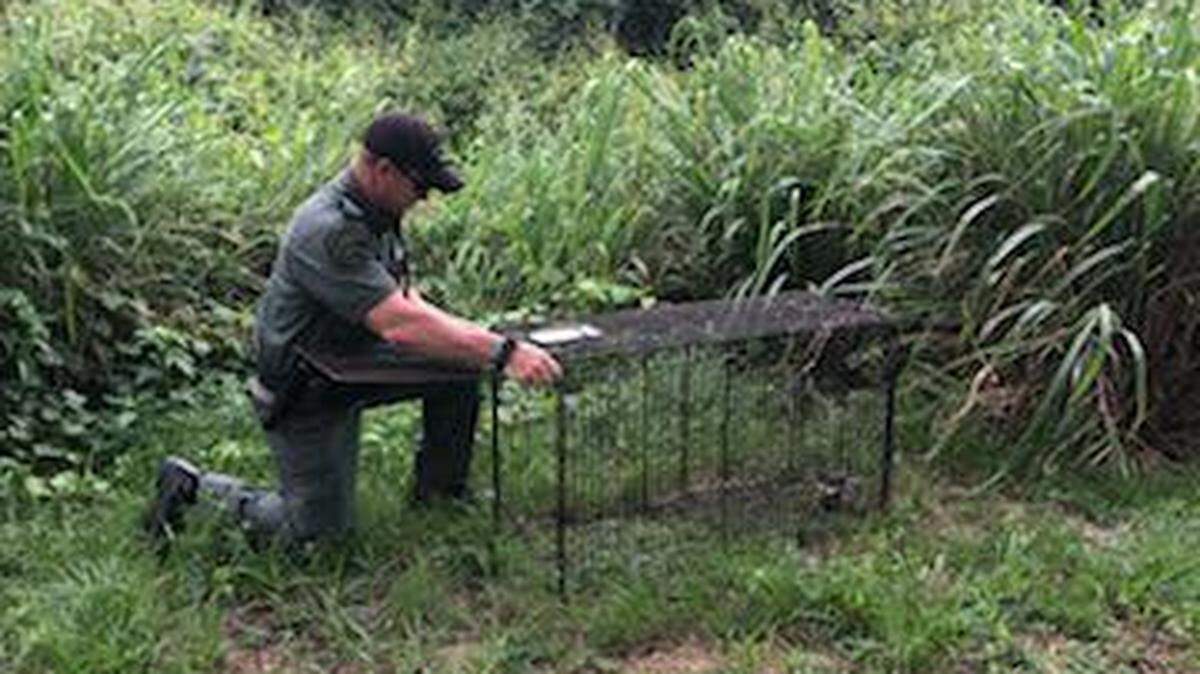 A Highlands County Sheriff’s Office Animal Services worker sets a trap hoping to catch one of the dogs responsible for a Lake Placid man’s death.