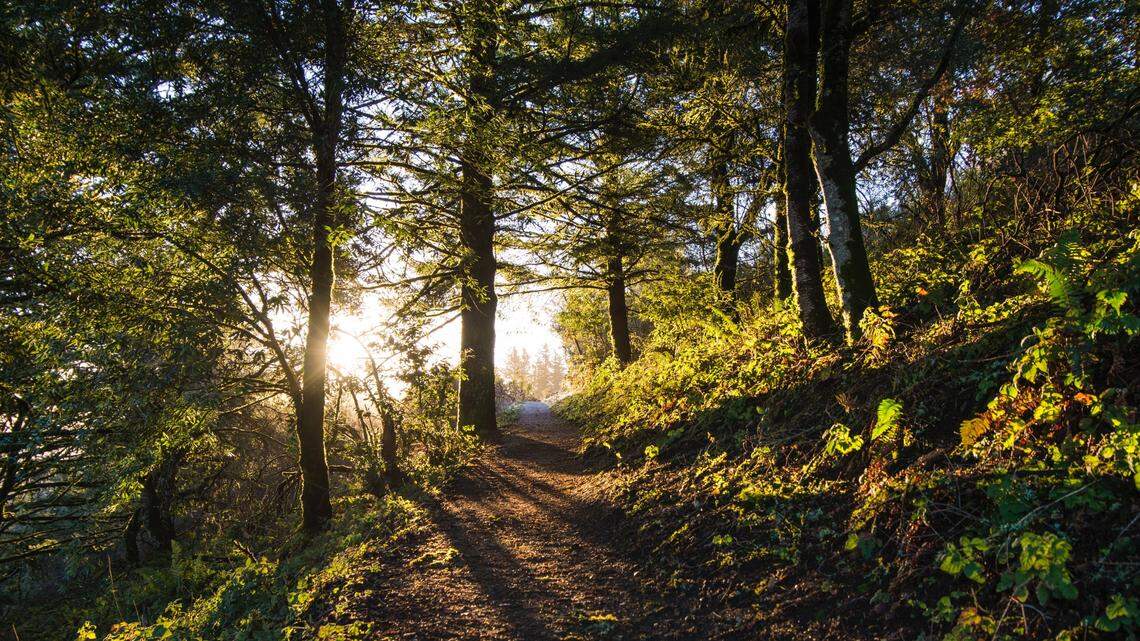 File photo of a wooded area. Authorities said a missing hunter was found dead at the base of a tree in Pennsylvania.