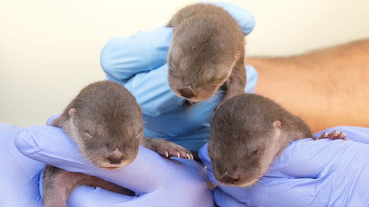 Zoo Miami’s Zinnia, a 7-year-old river otter, gave birth to three pups in the Florida: Mission Everglades exhibit Wednesday.
