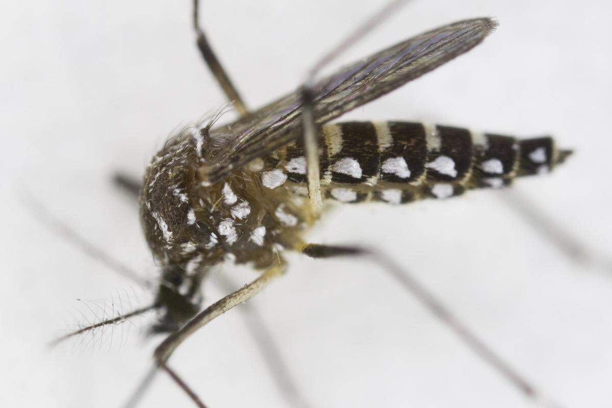 Audes aegypti mosquitoes are non-native to the Florida Keys. They are known carriers of dangerous diseases like yellow fever, dengue fever and chikungunya.