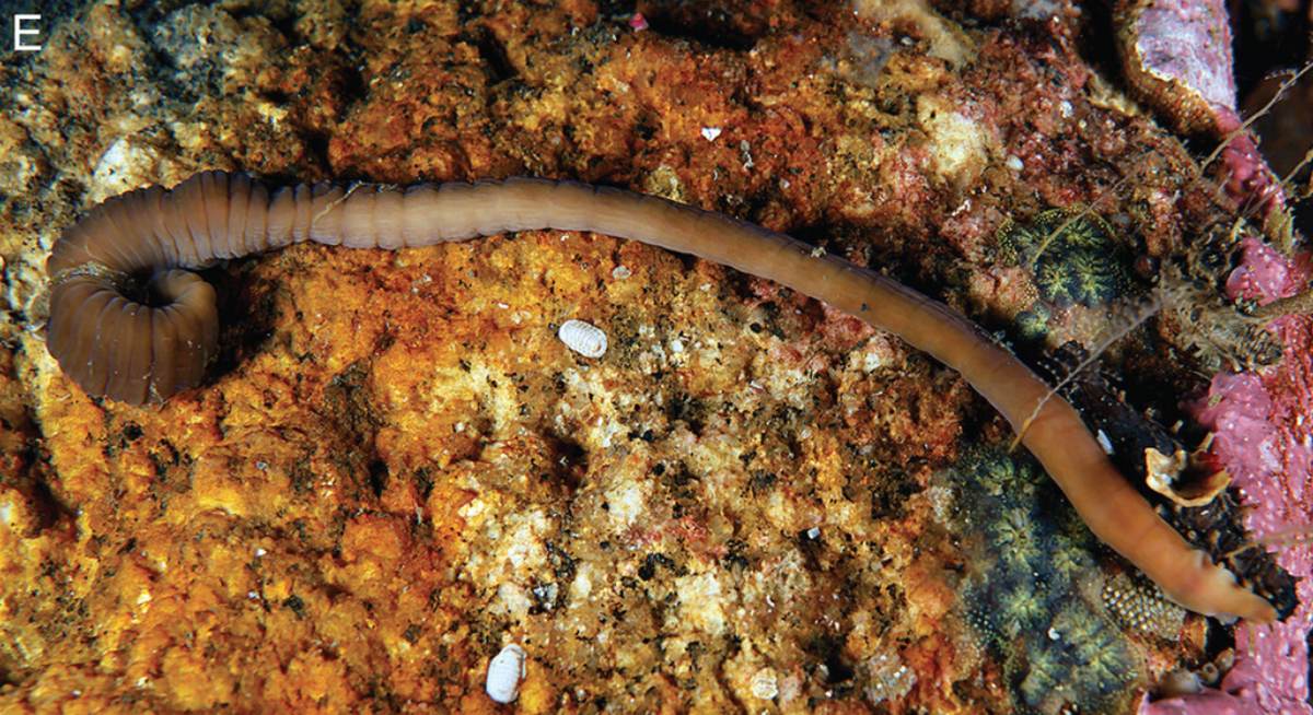 The new species can contort its body into a smaller area, earning its name as an accordion worm.