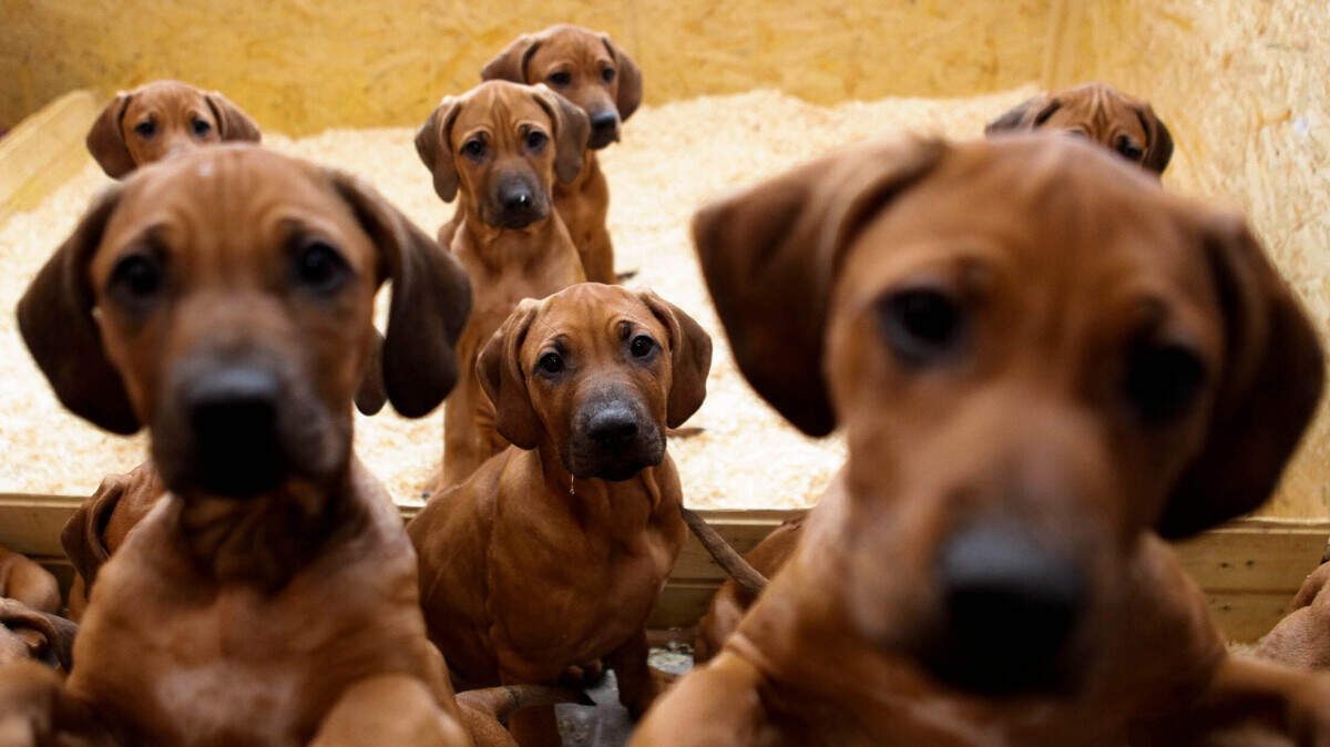 In this photo, seven Rhodesian Ridgeback puppies from a litter of 17 look out of their box. Families with autistic children can’t adopt pet dogs from a rescue in Ontario, Canada, the group said. It’s their policy to not let kids with autism adopt.