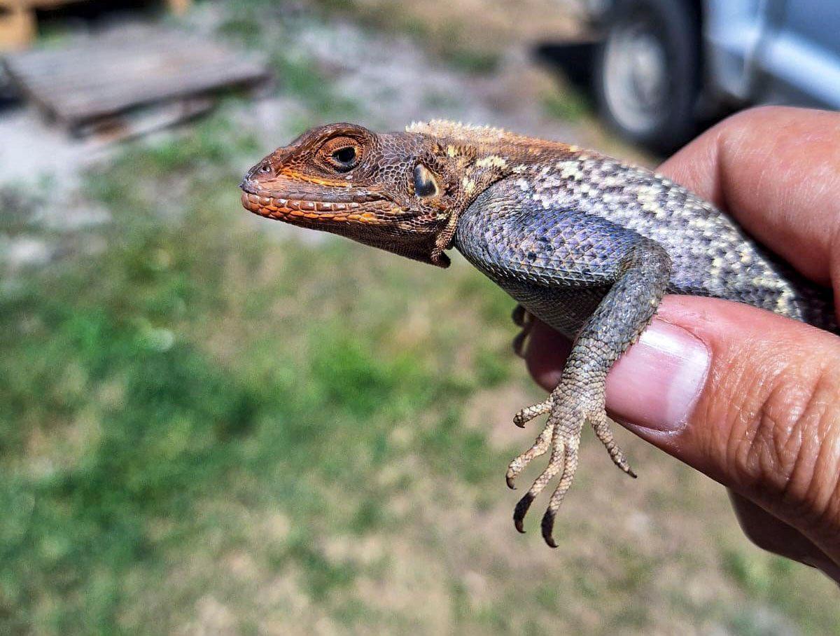 The colorful head of the Peter’s rock agama, which has spread across Florida, sets it apart from native lizards. It can range from red to orange.