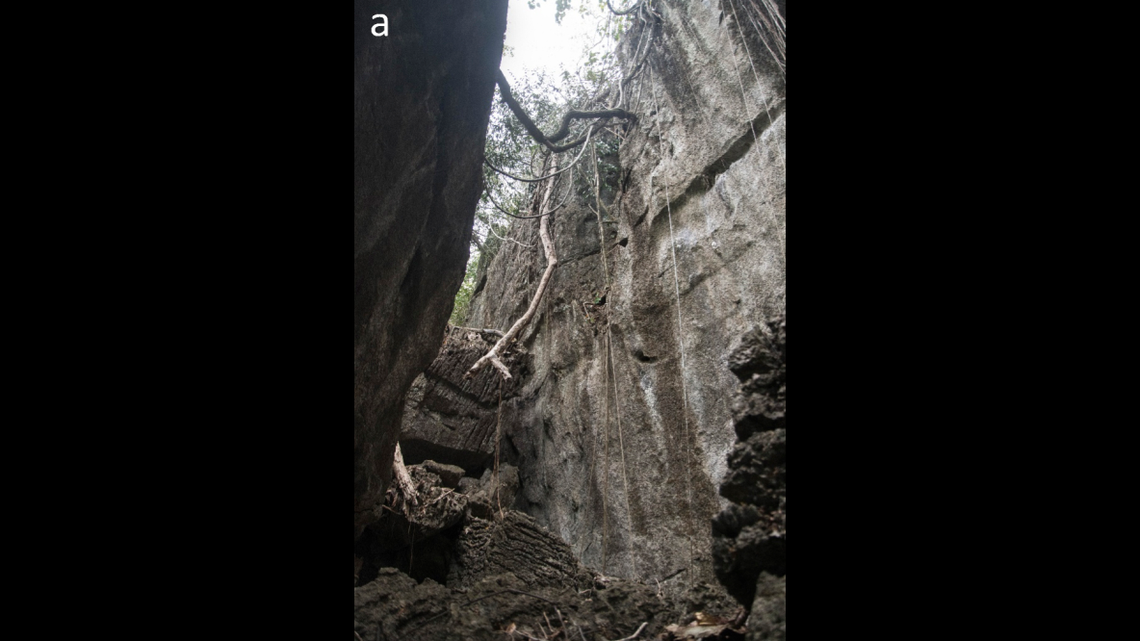 The herpetologists spotted the snake about 50 feet up a cliff face, and one decided to climb up to it.
