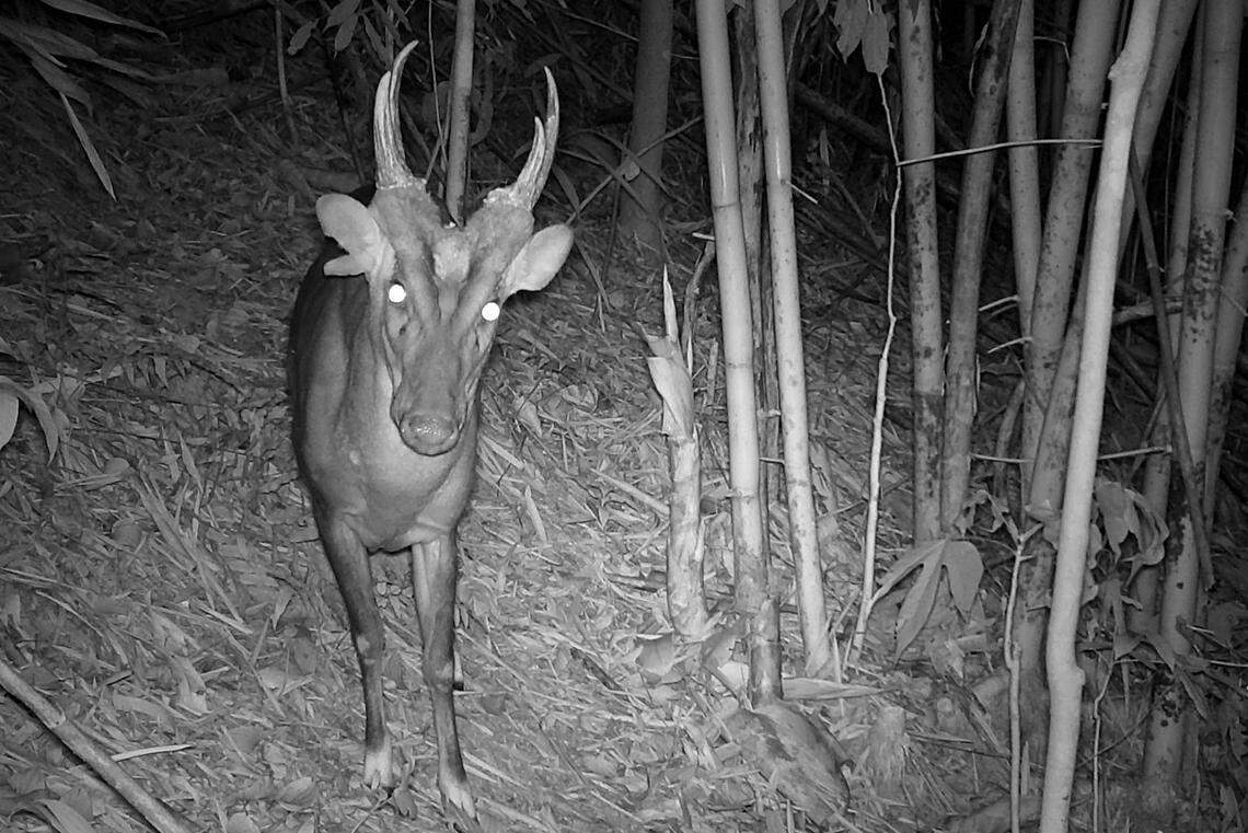The giant muntjac is one of the rarest and most threatened deer species in the world, researchers said.