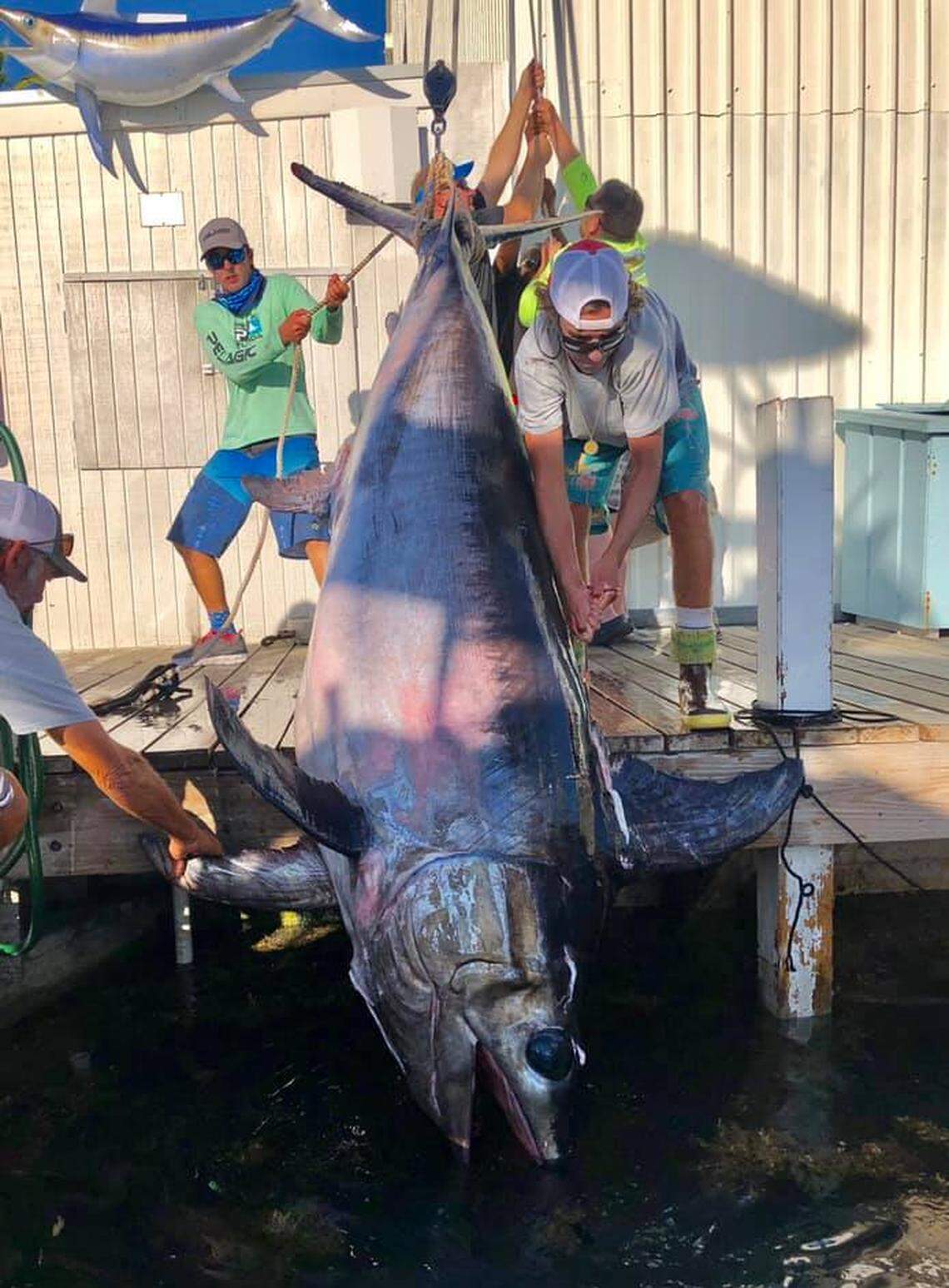 A large swordfish is pulled onto the dock at Bud ‘N’ Mary’s Marina in Islamorada on March 31, 2019.