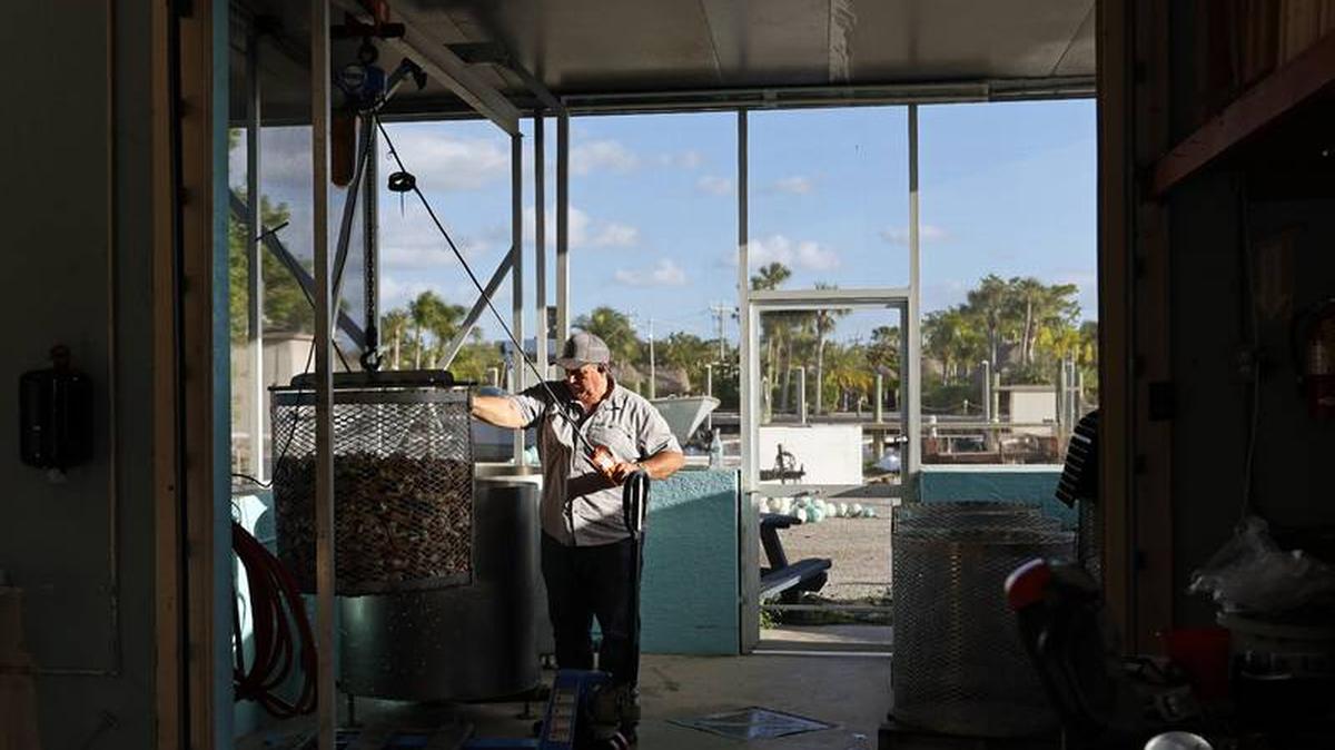 Howie Grimm pulls more than 300 pounds of cooked stone crab claws out of the cooling tank at Grimm’s Stone Crab in Everglades City on Friday, Dec. 2, 2022. Grimm who is also the town’s mayor, says now that most of the Hurricane Ian repairs are complete, “The town is open and working and hopefully we will get some people out here to enjoy it.”