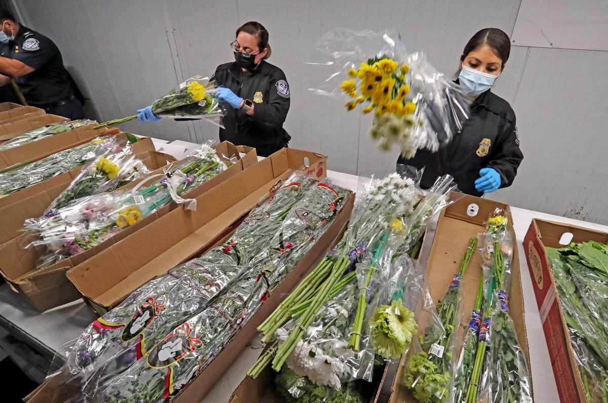 Agriculture Specialist with U.S. Customs and Border Protection inspect imported flowers for harmful pests at Miami International Airport on Thursday, February 11, 2021 as final shipments arrive for Valentines Day. MIA receives 89 percent of all U.S. flower imports by air a total of 240,162 tons valued at $1.1 billion in 2019. In 2020, the peak season from January 1 to February 15 alone brought 1.1 billion stems through MIA. Despite the pandemic, MIA expects a similar number of imports this year.