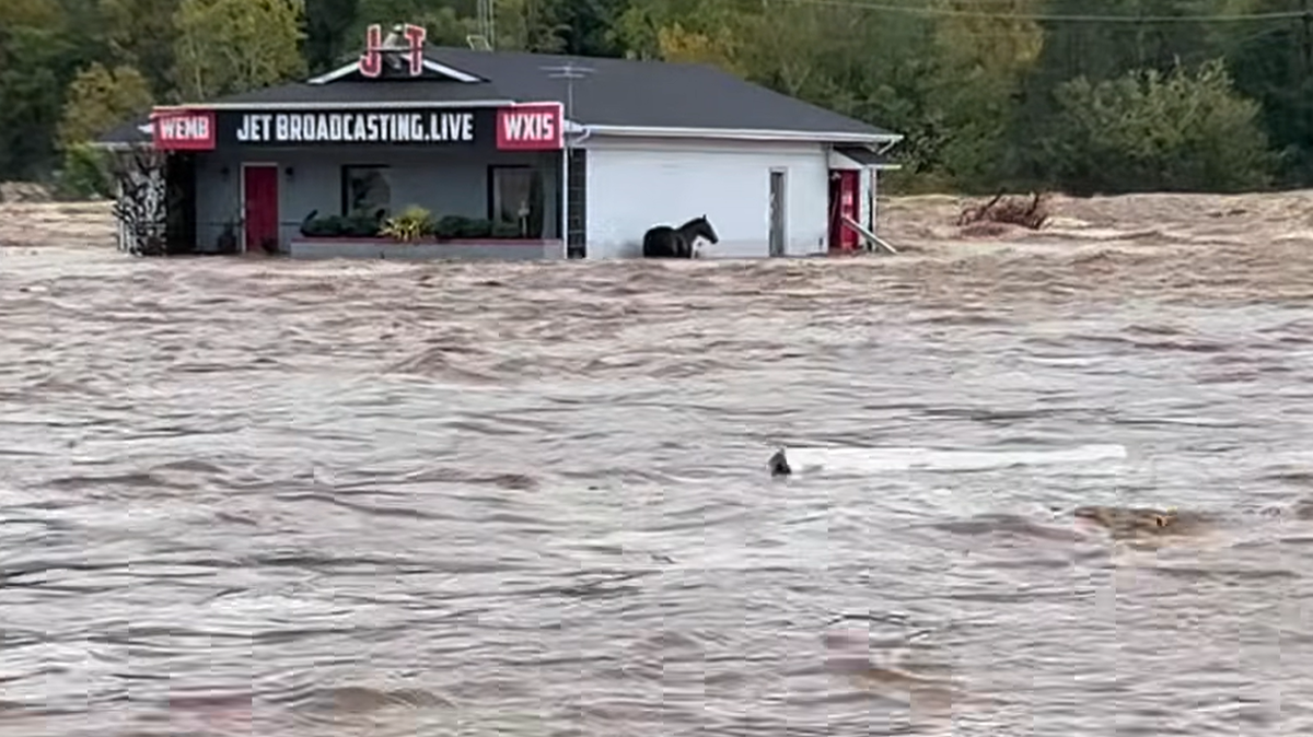 This horse, named Bianca, could not be rescued in Erwin, Tennessee, before Tropical Storm Helene pounded eastern Tennessee, according to Halie Higgins.
