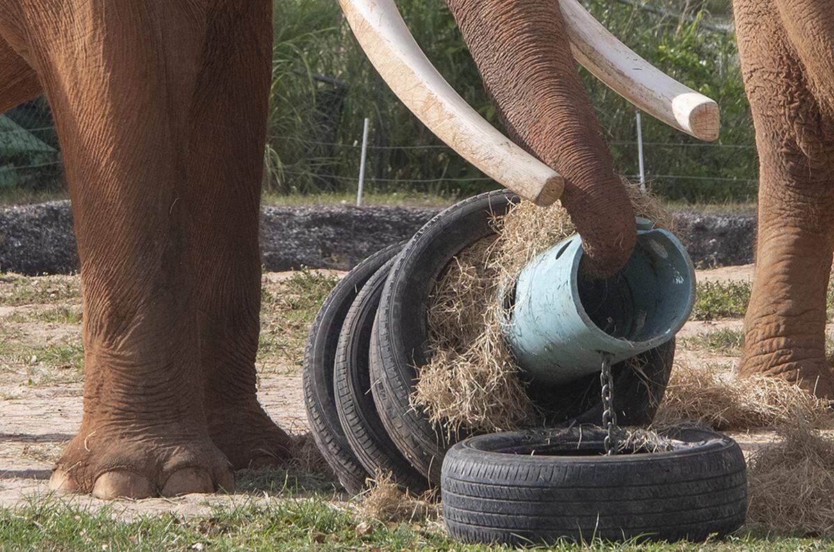That’s how you eat a “sushi roll” if you’re an elephant. You use your trunk to get at the goodies.