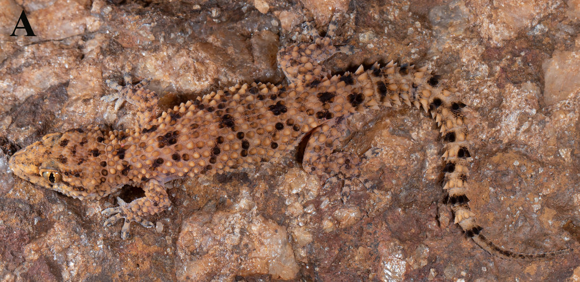 A male quartzite brookiish gecko or Hemidactylus quartziticolus.