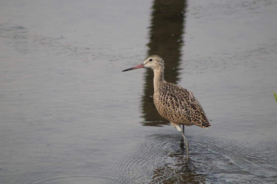 Marbled godwits typically migrate to the Gulf and Atlantic coasts during the winter, according to Vermont wildlife officials. This marbled godwit was not the one spotted in Vermont.