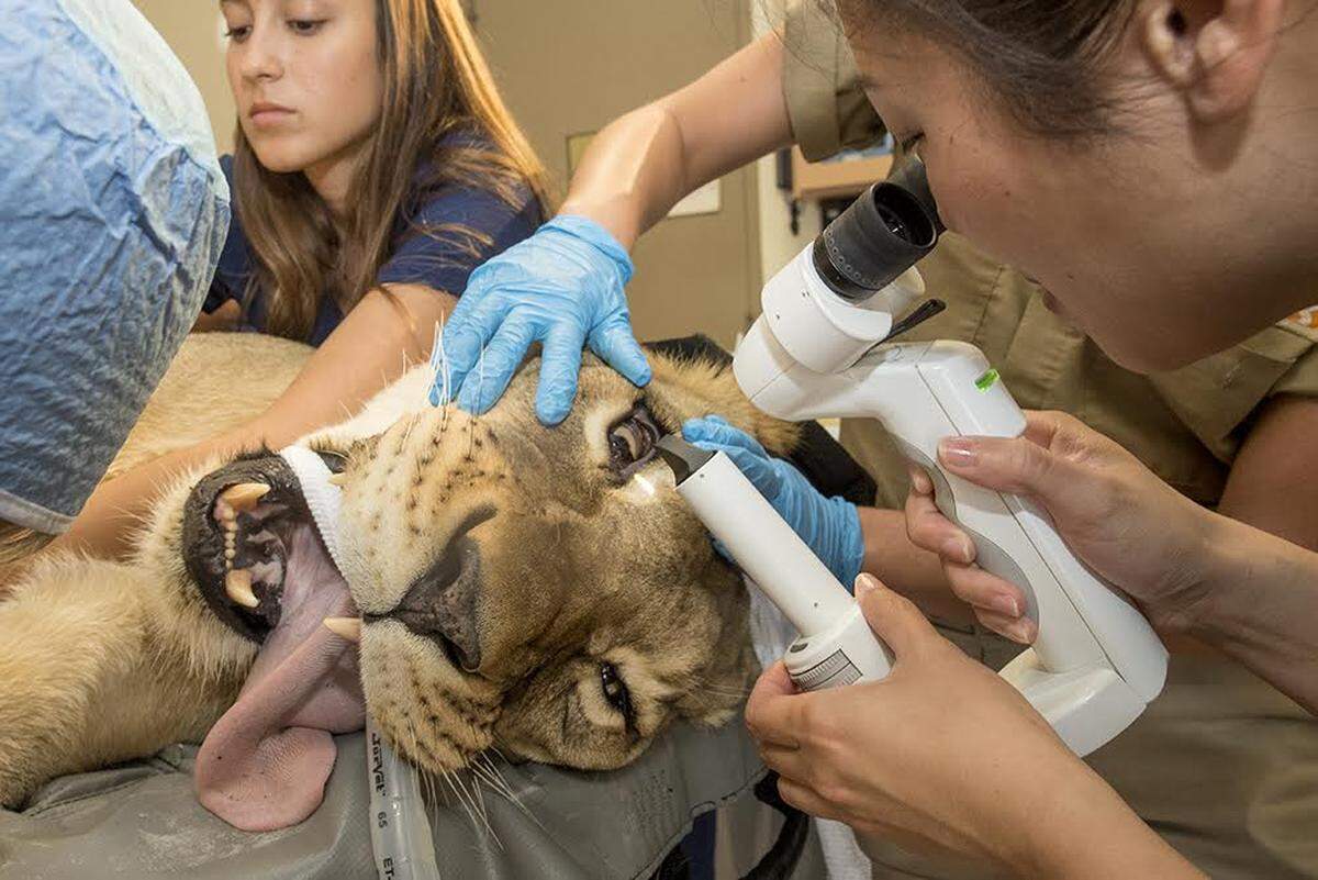 Kashifa, an 8-year-old lioness, was spayed Monday at Zoo Miami.  The veterinary team also examined her teeth and eyes.