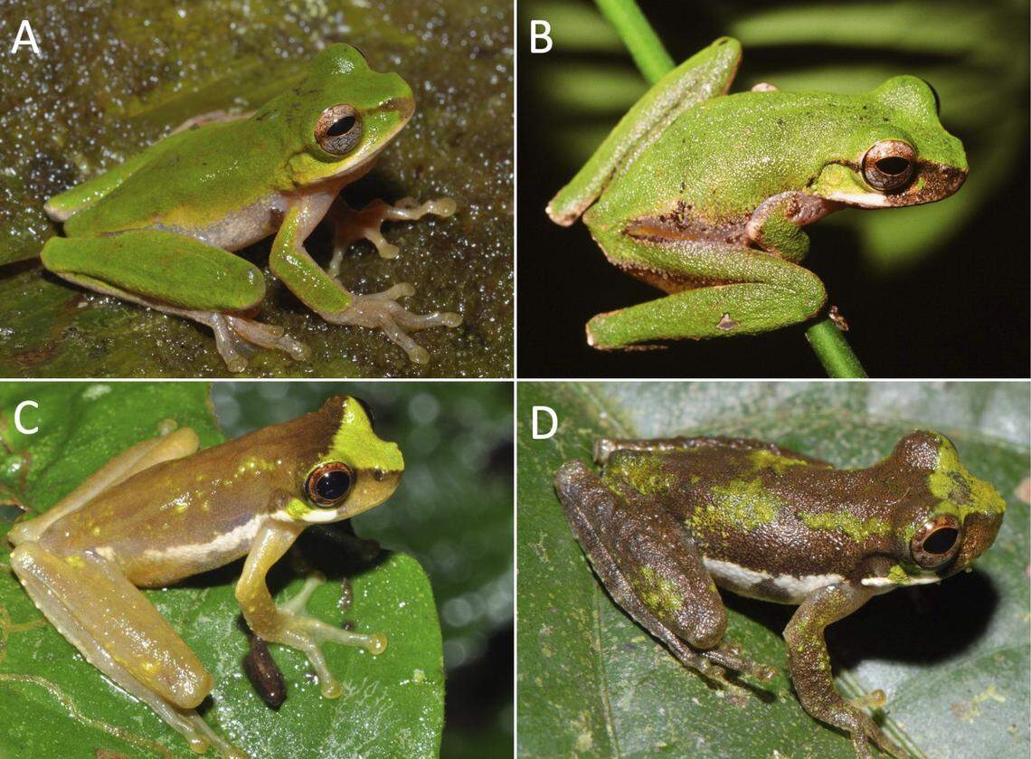 The green torrent tree frog is a bit smaller than the other species and has a more uniform green coloration.