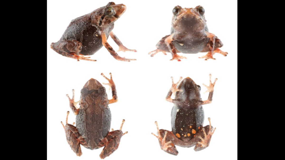 P. kayi holotype.