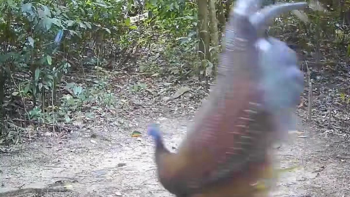 A rare bird was visibly spooked in a video shared by wildlife officials in Thailand.