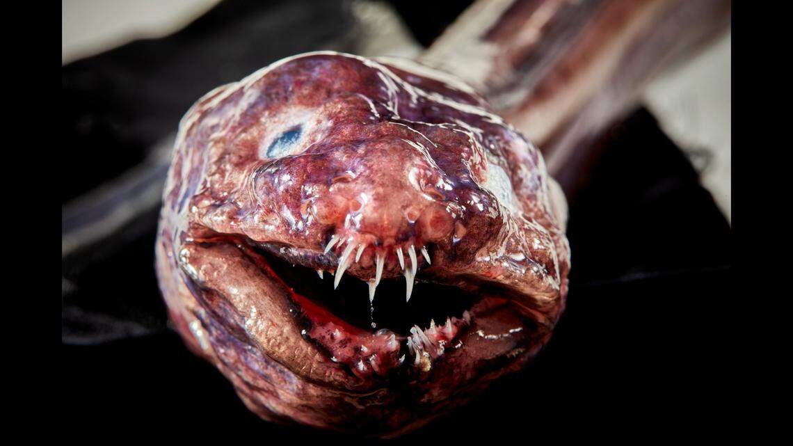 A congridae eel found by researchers.