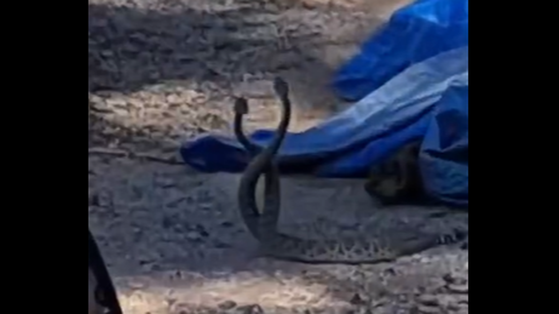 Two western diamondback rattlesnakes were seen fighting in an Arizona yard, resulting in rare video shared on social media.