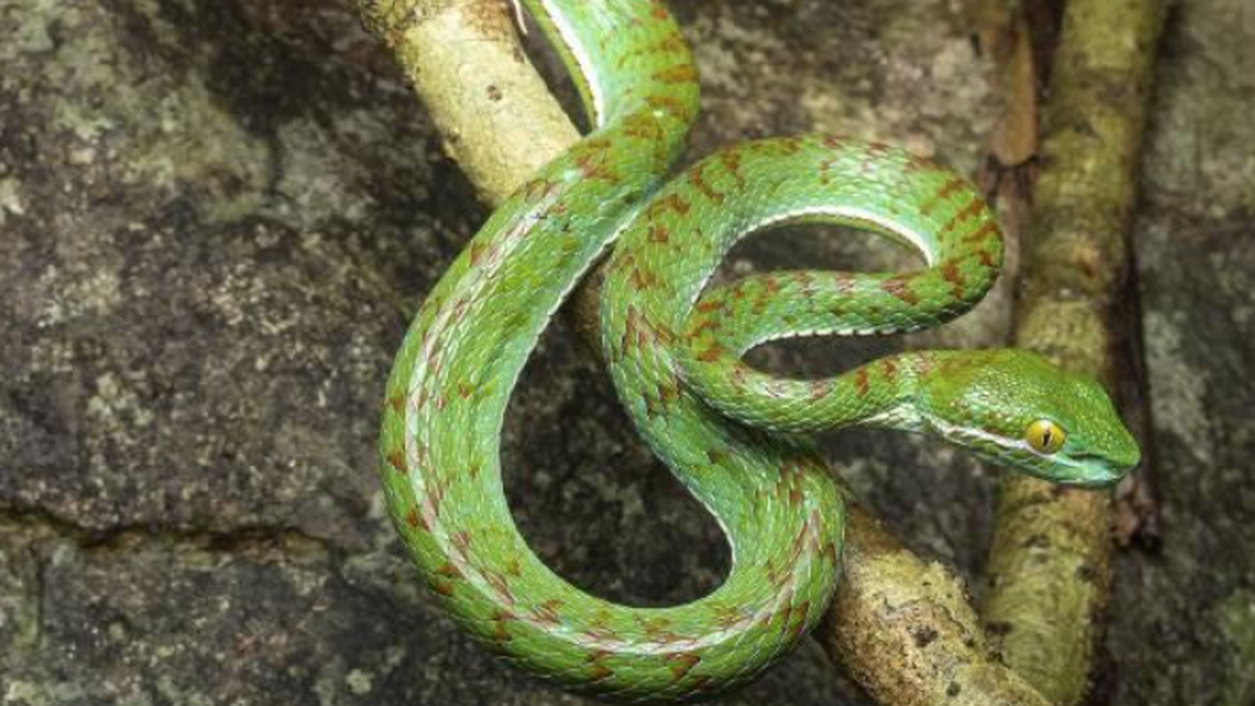 The new species was spotted wrapped around branches and waiting in ambush, researchers said.