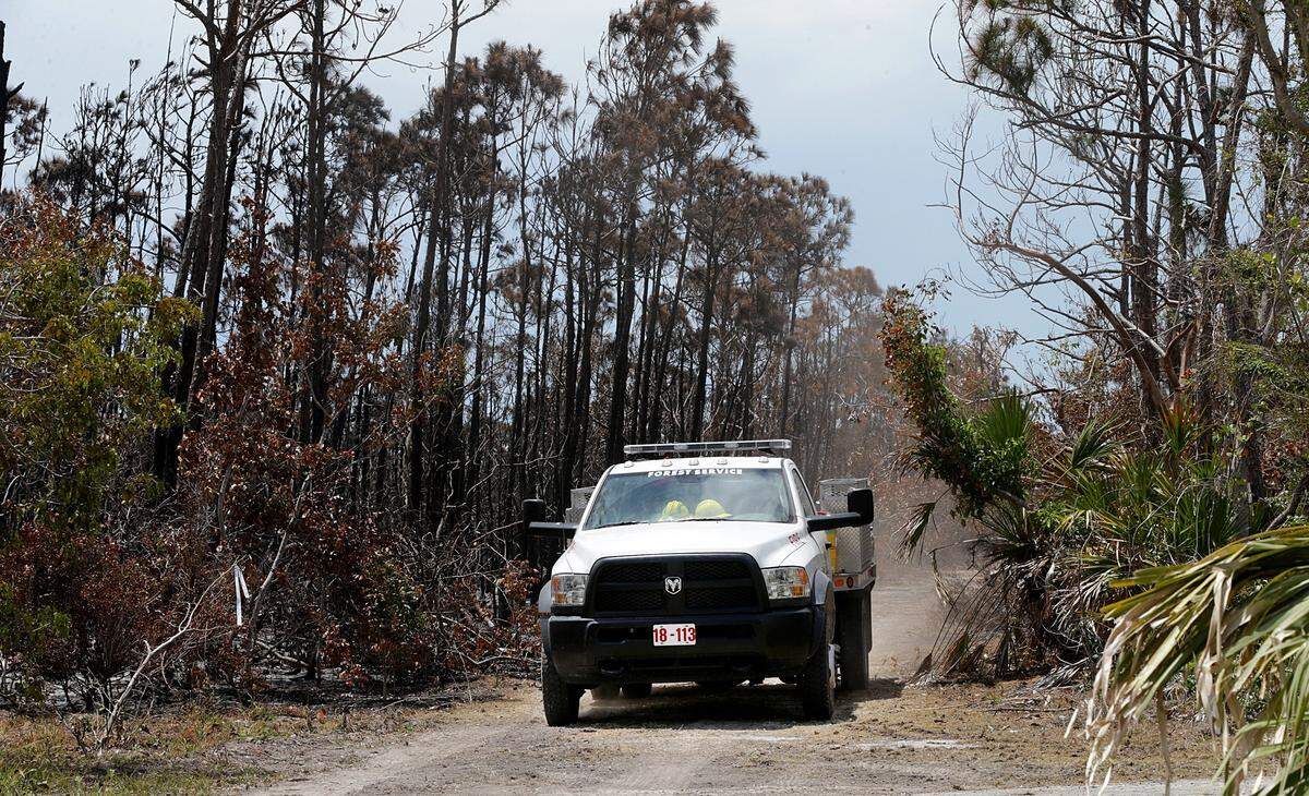 A crew from the Florida Forest Services patrols a burned area affected by a brush fire on Big Pine Key that lasted an entire week and is now completely out, according to Monroe County officials.