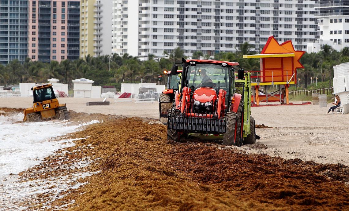 Heavy equipment start cleaning the seashore from seaweed after a press conference by Miami Date County and City of Miami Beach elected officials announcing the Miami-Dade County’s removal operation for sargassum/seaweed on Miami Beach in Miami on Friday August 02 , 2019.