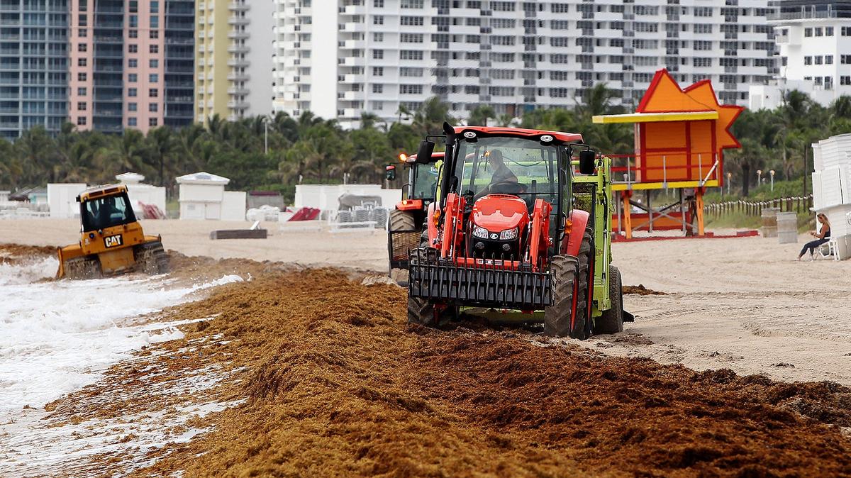 Equipos pesados limpian regularmente las algas de las playas de Miami-Dade.
