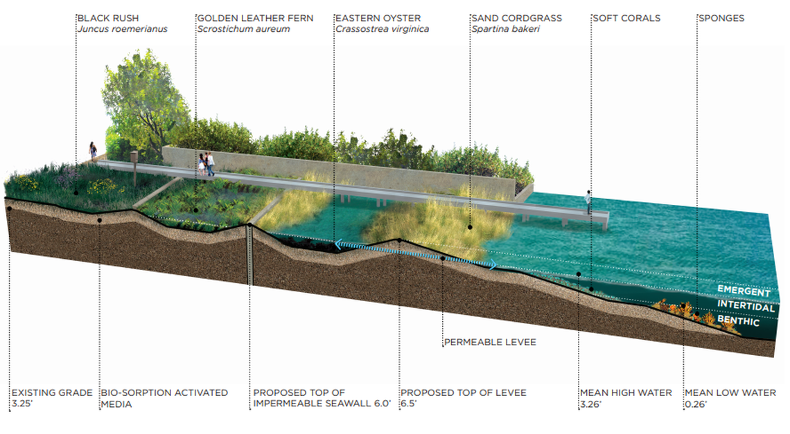 A rendering of a proposal to guard the shoreline of a Miami street and treat stormwater runoff using natural elements like corals and oysters. The street was the subject of a new report with a series of neighborhood selected recommendations to keep the area dry in the face of sea level rise.