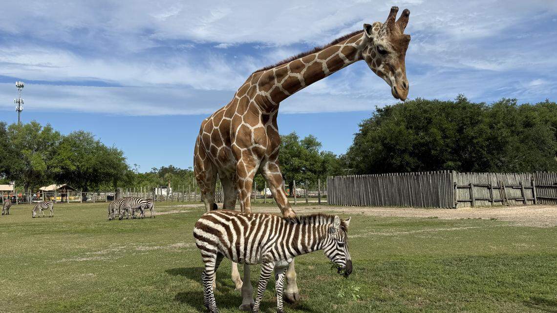 baby zebra giraffe bakari and kurtsie