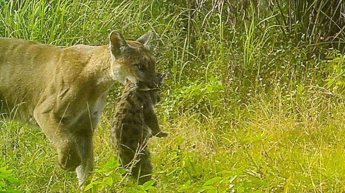 Mama Florida panther and kittens seen on national refuge camera. That was a rare sight