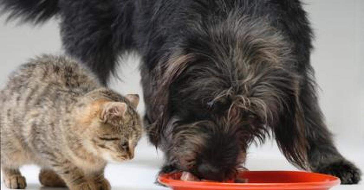 The COVID-19 pandemic helped Florida’s animal shelters collectively save nearly 9 out of every 10 animals taken in last year, setting a “lifesaving record” for the state, according to a new study by the University of Florida.