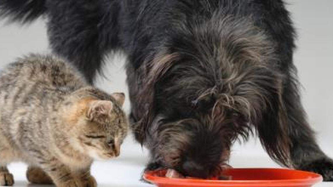 With temperatures shattering records across the nation, and particularly in the Pacific Northwest, excessive heat warnings in regions unfamiliar with such blistering conditions may be putting your dog and cat companions at risk of heat-related illness. 