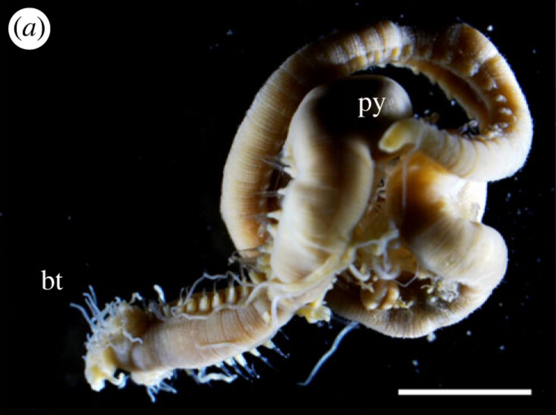 Close up photo of Polycirrus aoandon.