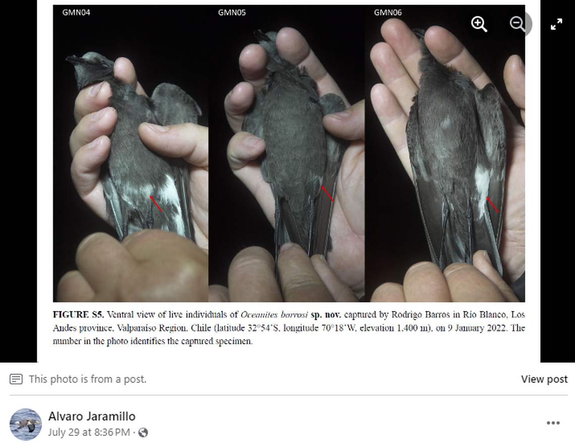 The small bird fits in the palm of the hand and is generally black with a white patch, researchers said.