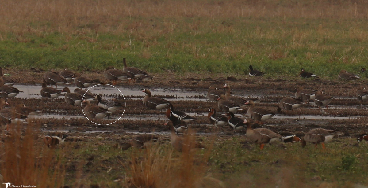 A single barnacle goose was spotted hidden in a flock of another species of goose.