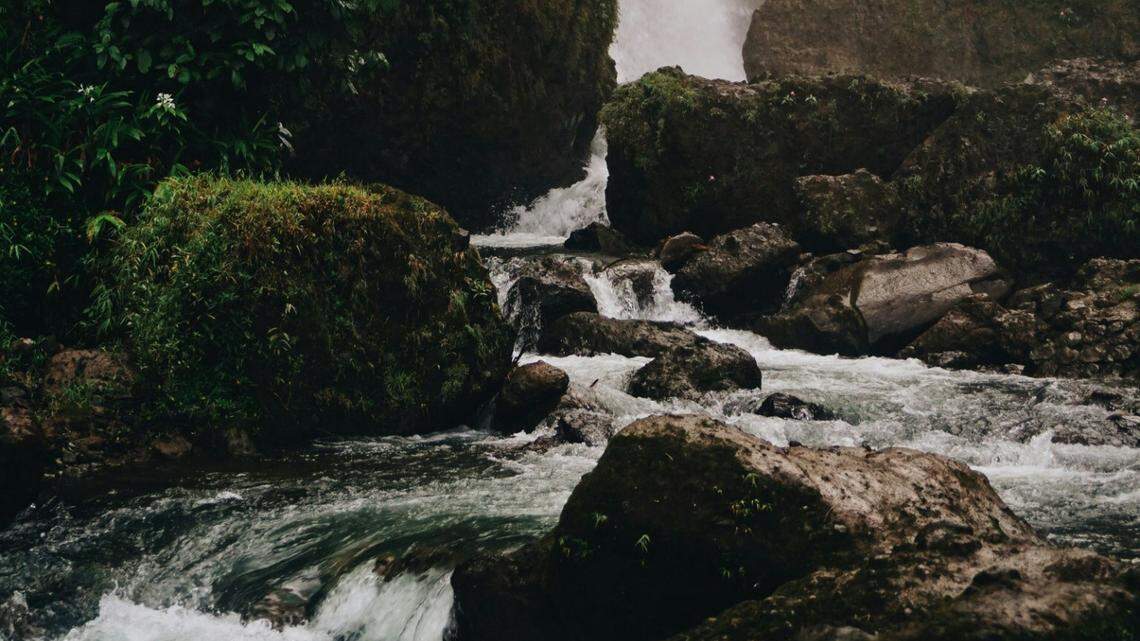 Under the rocks of a creek in Indonesia, animal traders discovered a brightly colored creature.